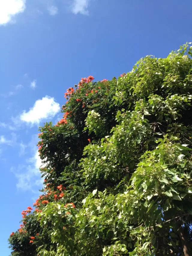 Hawaii Island (Big Island)