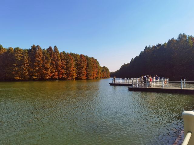 海灣森林公園的秋天