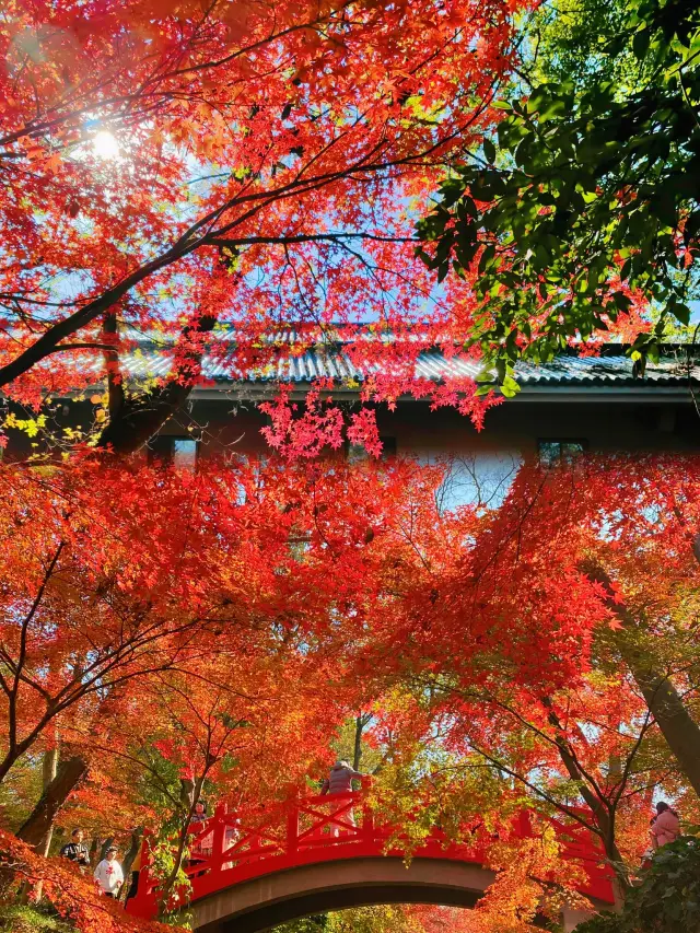 아름다움이 넘친다! 난징 홍풍강: 가을 중의 단풍 요정 세계!