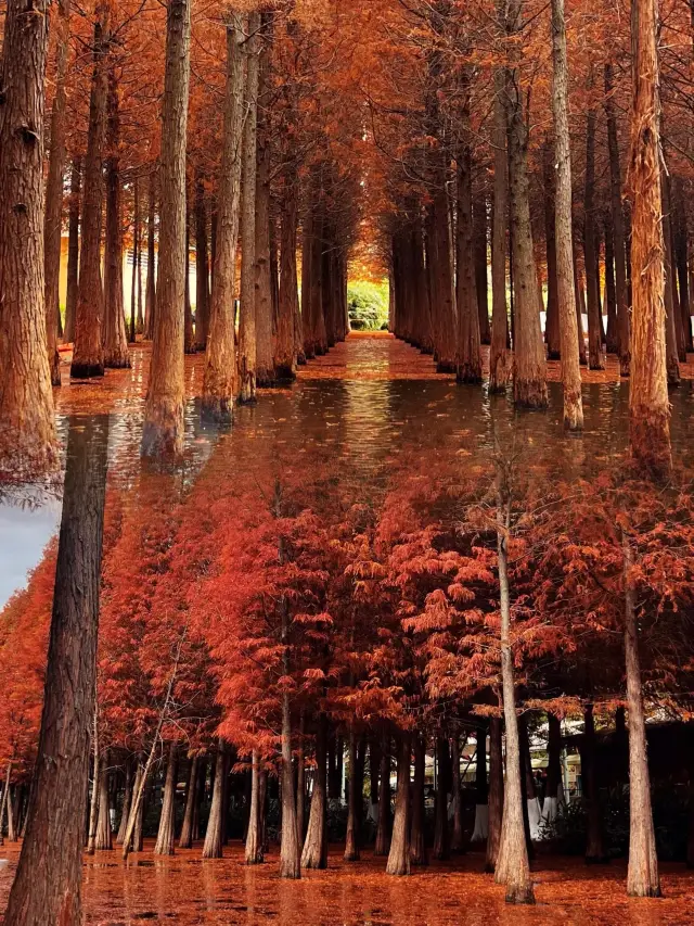 The most romantic Metasequoia forest in Haihong Wetland has become the most beautiful scenery on the north shore of Dianchi Lake