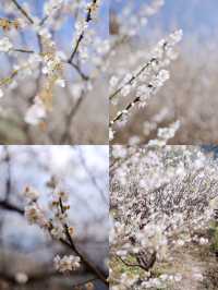 從化雞枕山的梅花盛花期快結束啦