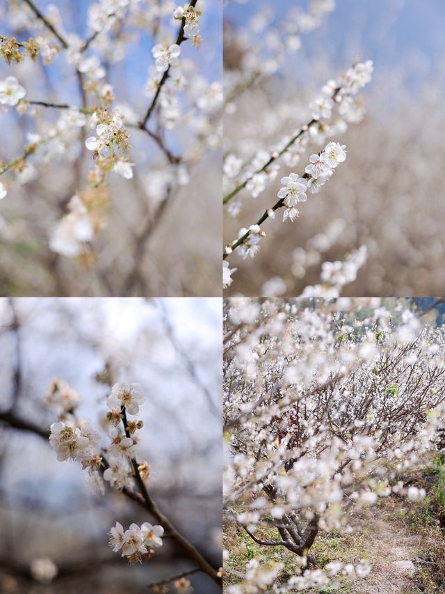 從化雞枕山的梅花盛花期快結束啦