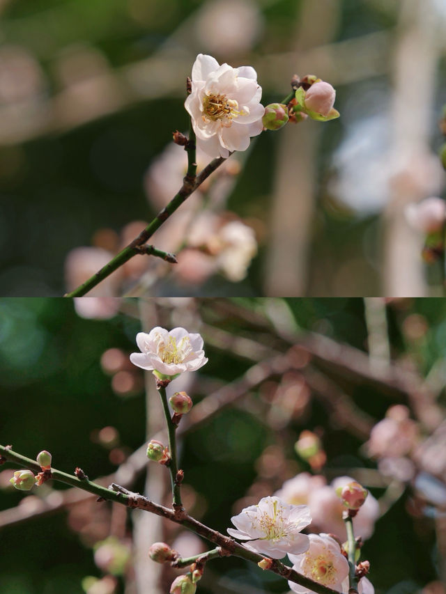 廣州白雲citywalk|週末帶娃登山嘆茶好去處