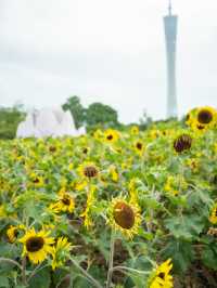 宏城公園向日葵美則美矣，奈何錯過最好的時光  這次的向日葵是矮的 數量更密集 去逛美術館順路去宏城