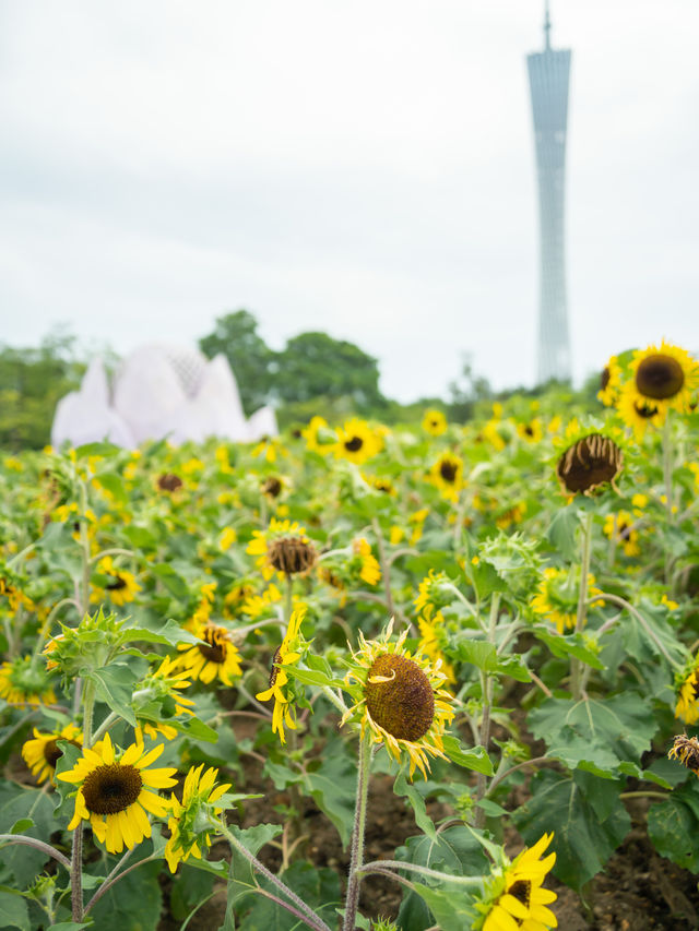 宏城公園向日葵美則美矣，奈何錯過最好的時光  這次的向日葵是矮的 數量更密集 去逛美術館順路去宏城
