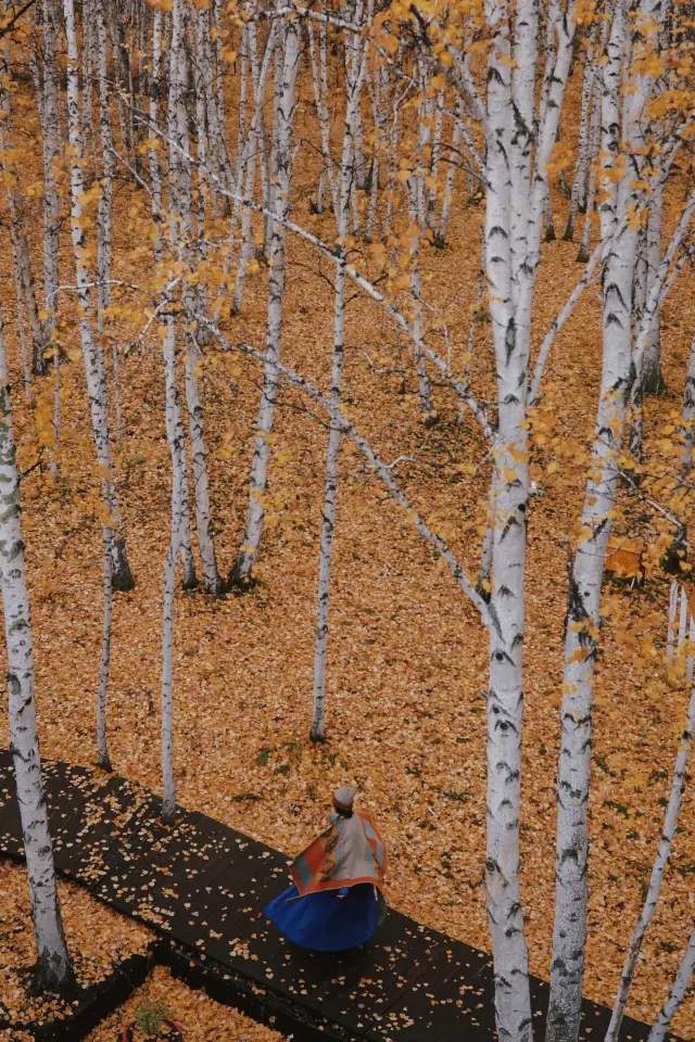 Birch Forest | The fairy tale kingdom in autumn probably looks like this