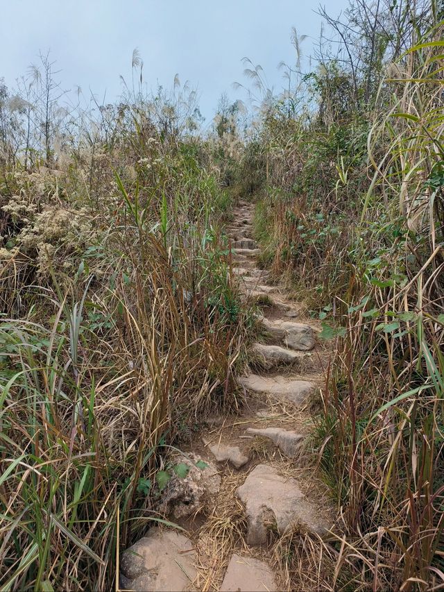 四川大邑鶴鳴山—春始萌發，梅花盛開