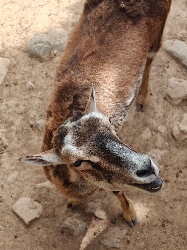 超治癒的動物園之行