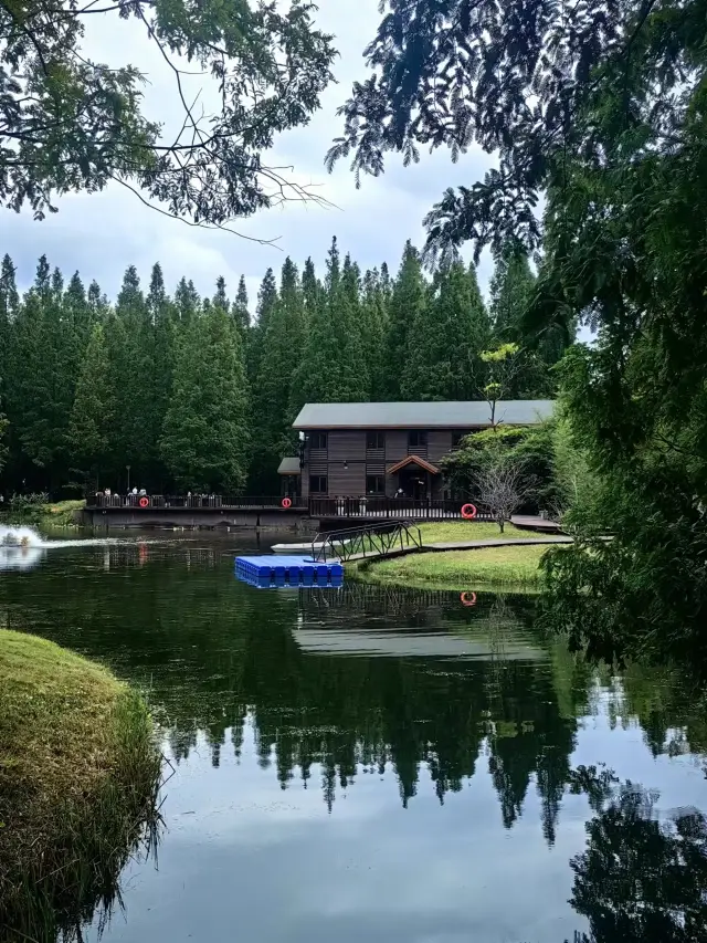 A visit to Dongtai Yellow Sea Forest Park