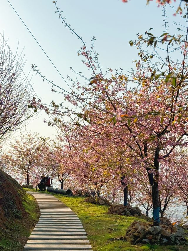 瑞安桐浦｜春日赴一場櫻花花宴