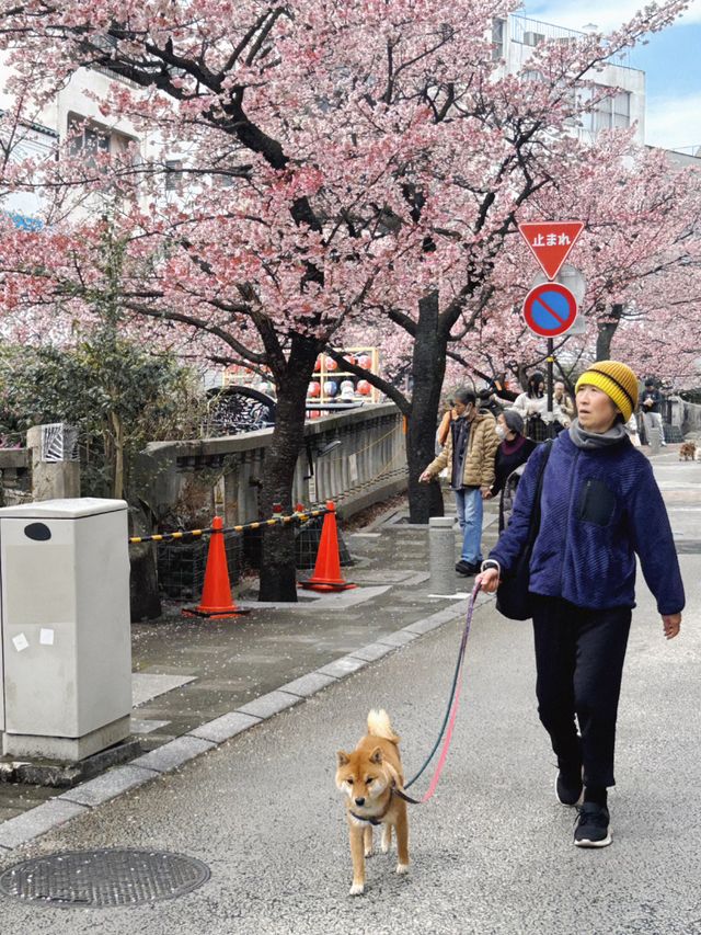 呀 和我一起走花路吧東京一小時車程就可以看到粉色海洋！