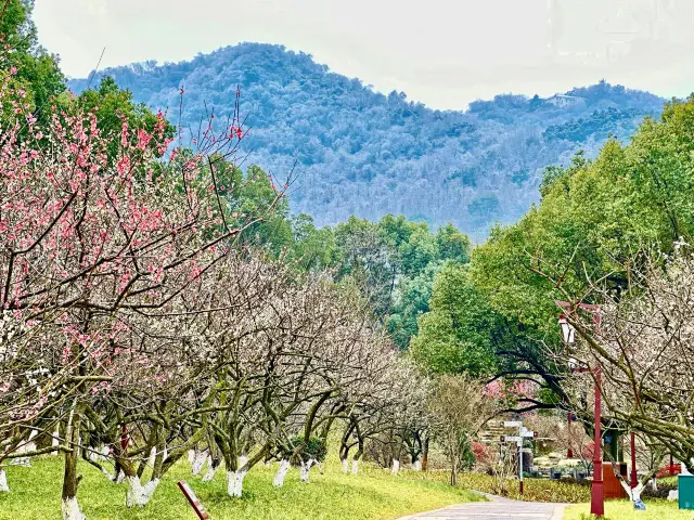 思いがけないことに、杭州で最も美しい梅の花は超山にあります！