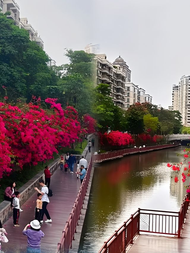 惠州驚現上百畝的三角梅花海！