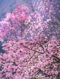 下週開始，這兒就是成都周邊最美的粉色春天了吧