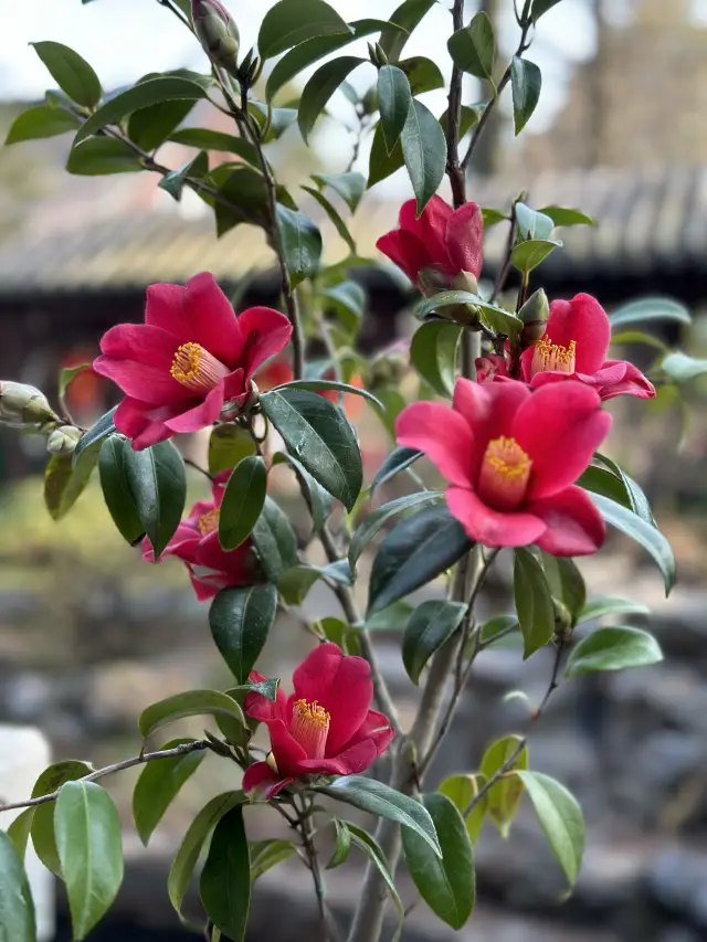 Longhua Nursery's Camellias