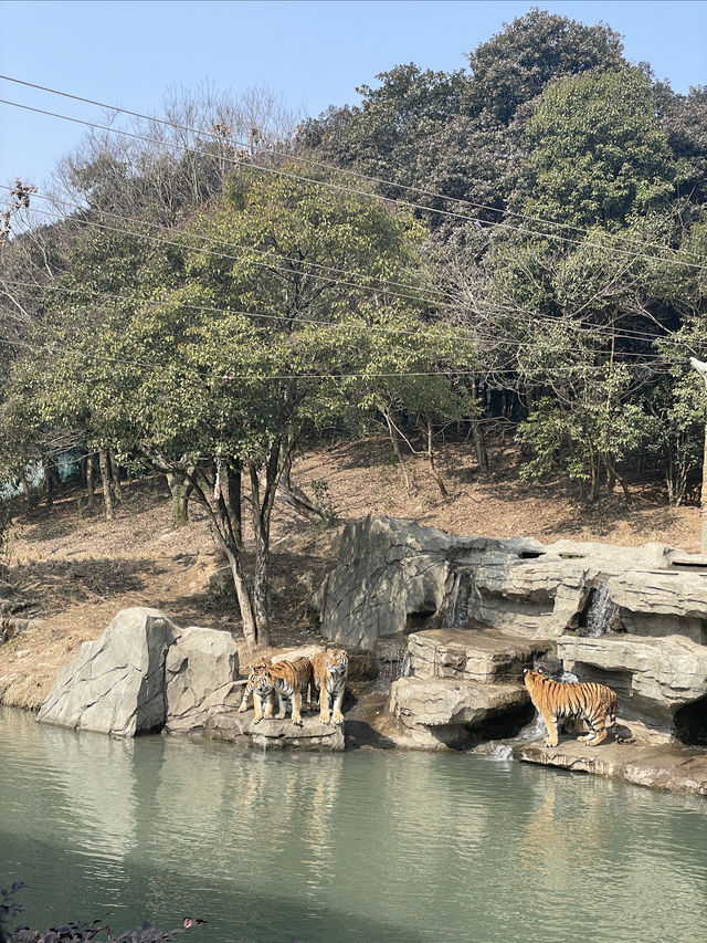 終於帶兒子來寧波野生動物園玩了