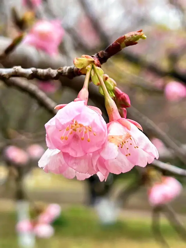 Hangzhou Botanical Garden | It's not that I can't afford to go, but cherry blossoms can be seen everywhere in China