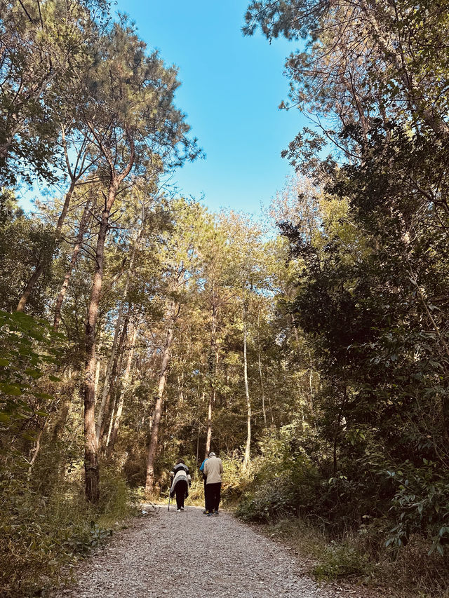 春天的武漢！給大家推薦一條私藏踏青路線！！