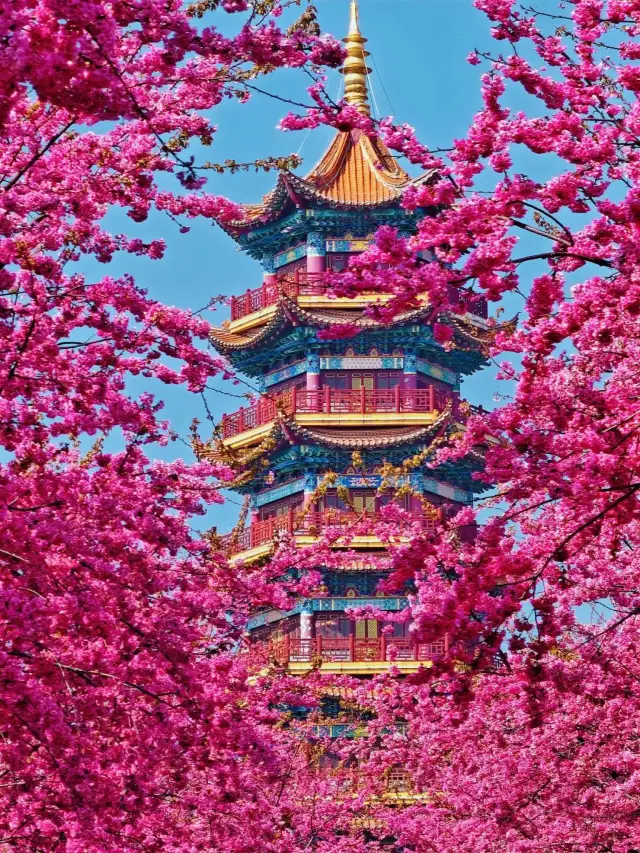 Qujing, a Pink Secret Realm in Spring