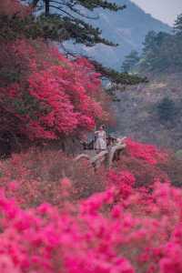 「春天賞花記」雲霧繚繞，杜鵑盛開