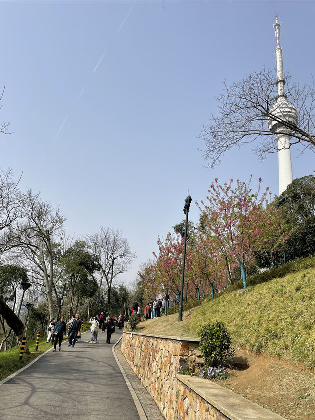 龜山公園的山櫻