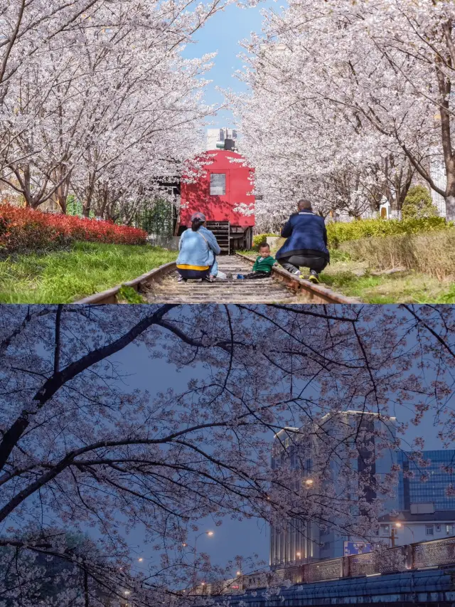 これからの杭州は、まさに国内で桜を楽しむのに最高の場所です