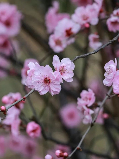 潘天壽 梅花 梅花, 春天花会开（4/8）——梅花🚩 Spring flowers(4/8) —— plum