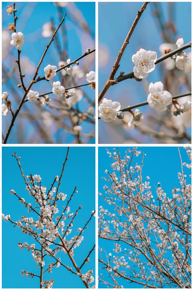 答應我一定要來萝岗看「梅花雪」，錯過等一年