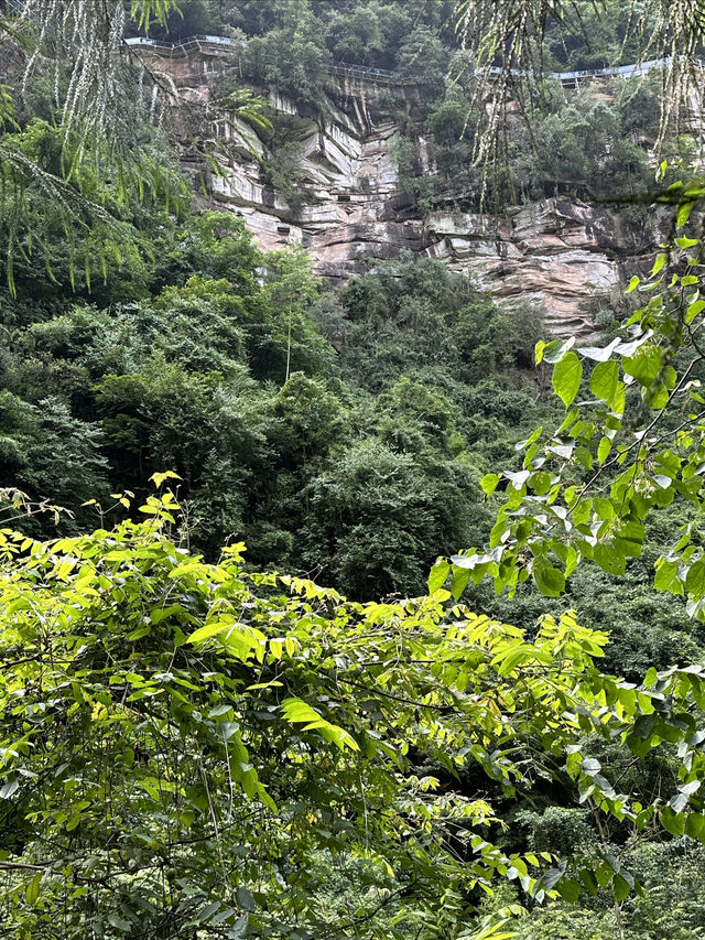 雅安碧峰峽風景區二日遊