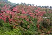 武漢黃坡雲霧山映山紅，驚豔了整個春天！