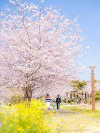 春日限定！西歸浦賞花三日遊，你絕對不能錯過！