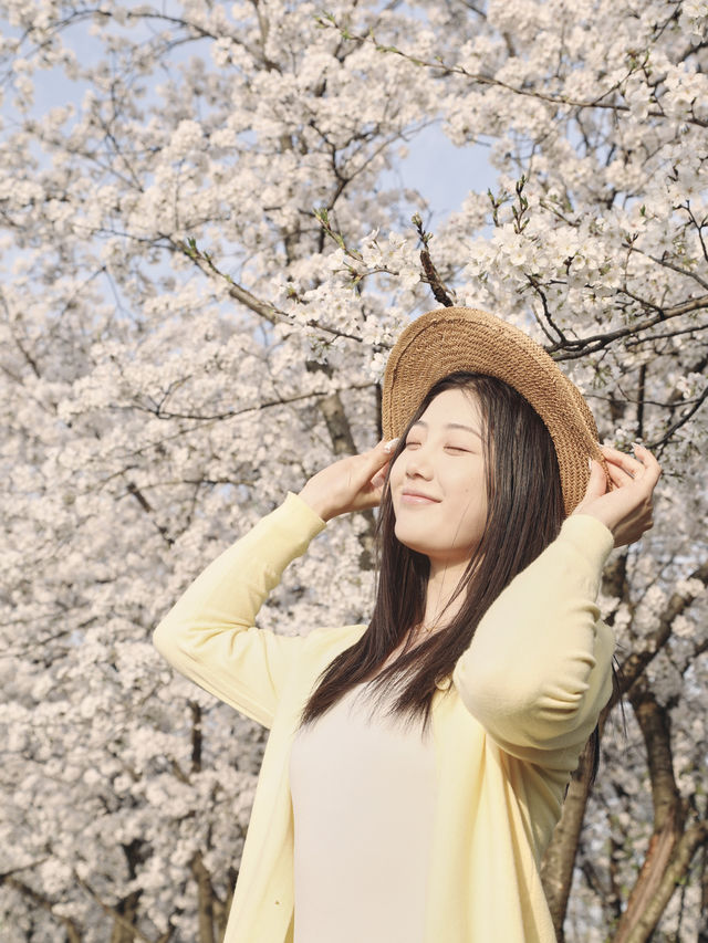 我們一起相約杭州吧…櫻花真的太美啦
