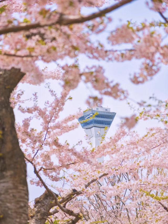 🌸東京賞櫻新發現！千鸟之渊＆更多祕境🤫