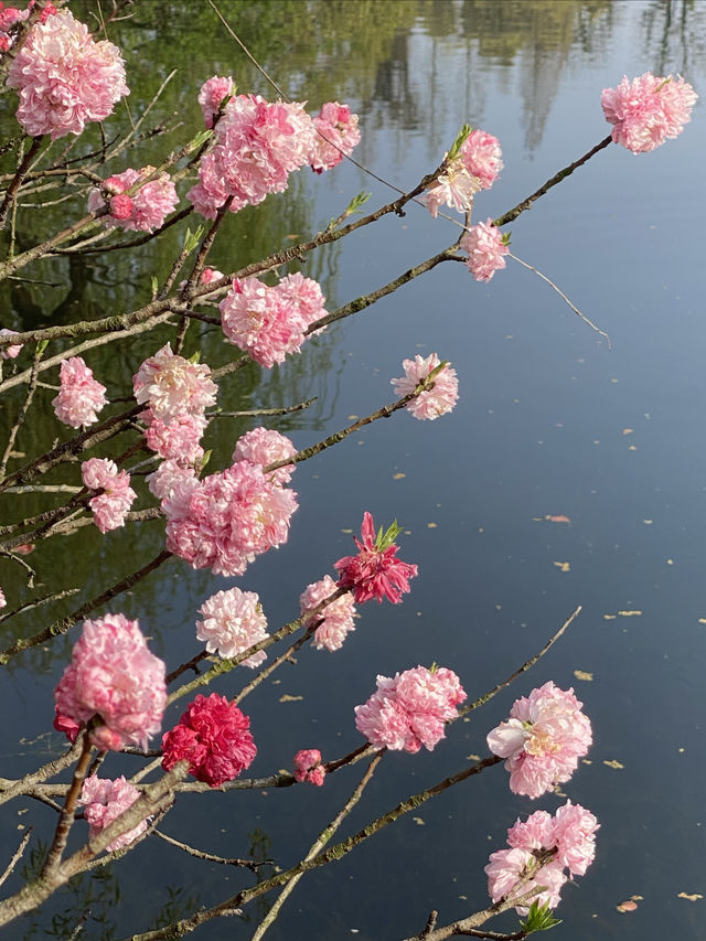 太倉，頂流的雙色桃花｜南園賞花