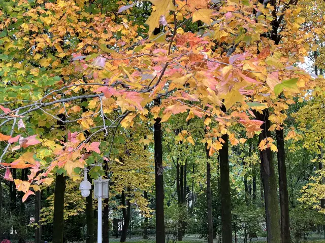 Kunming's forests are a riot of colors with its maple leaves