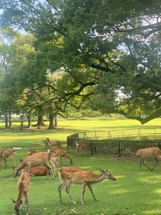 Nara Deer Park in Osaka🦌