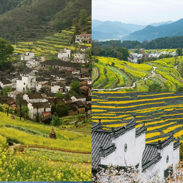 賞花季來了 收攻略啦，今年篁嶺油菜花季不迷路