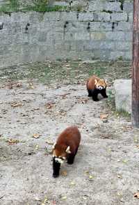 親人們，上海野生動物園有多適合遛娃還要多說嗎？
