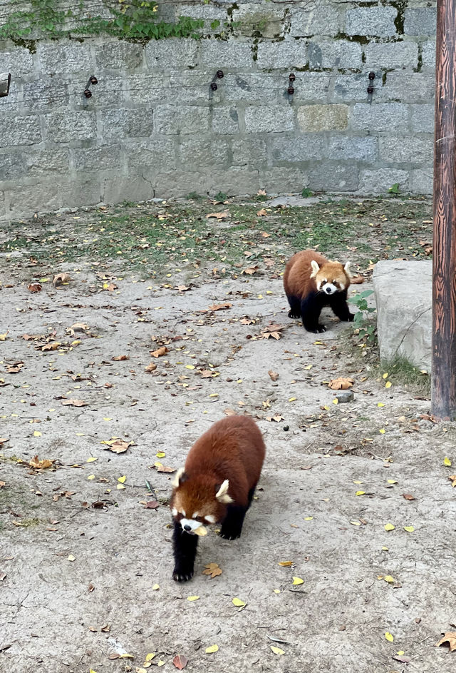 親人們，上海野生動物園有多適合遛娃還要多說嗎？