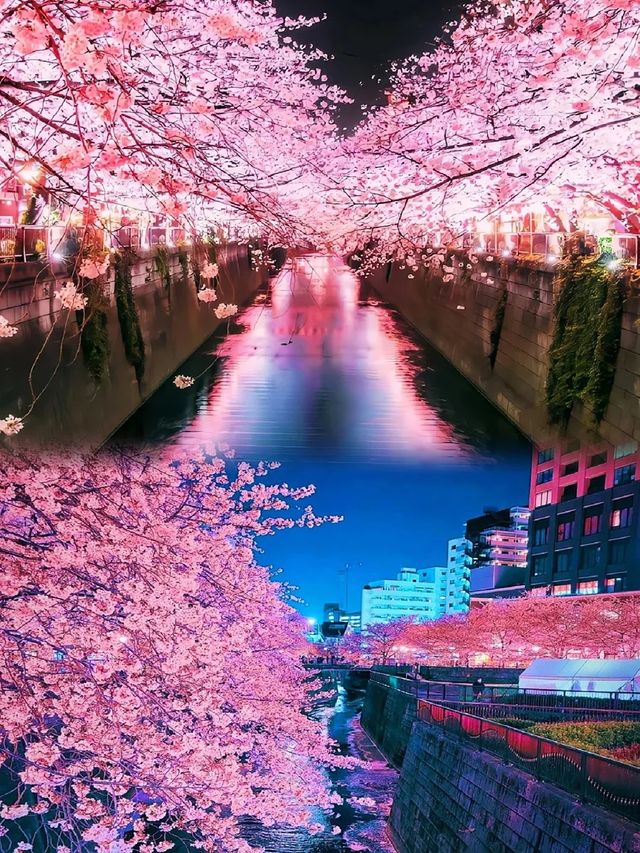 2023年日本櫻花季即將開啟，想去東京打卡櫻花的朋友