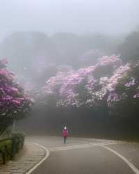 三月深圳賞花聖地，錯過要等一年