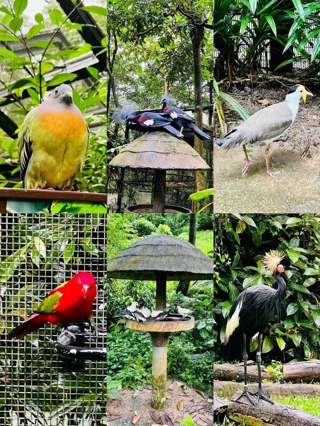 新加坡飛禽公園丨看赤道上的火烈鳥