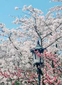 青島中山公園每年一度賞花季旅遊攻略