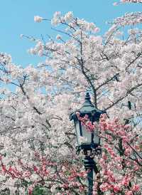 青島中山公園每年一度賞花季旅遊攻略