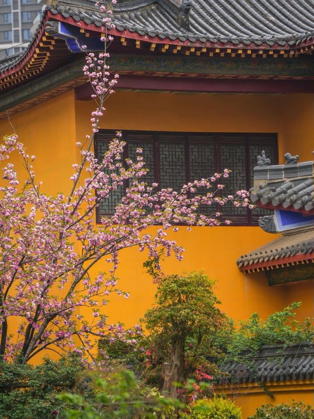 春天一定不能錯過的美景