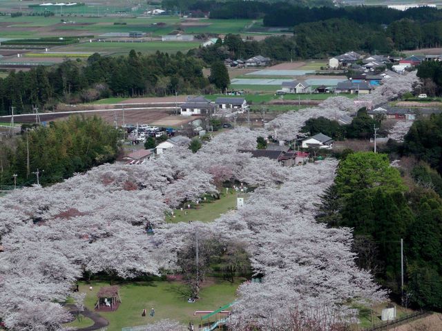 Roaming The Blooming Roads