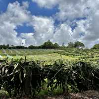 Tropical fruits you have never seen 