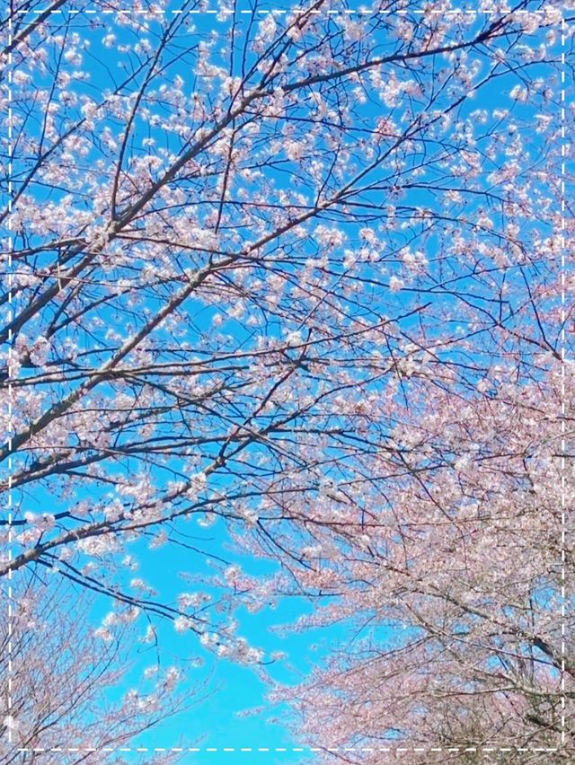 藍色星球最美的櫻花園之一｜貴安櫻花園你玩得可真花啊！