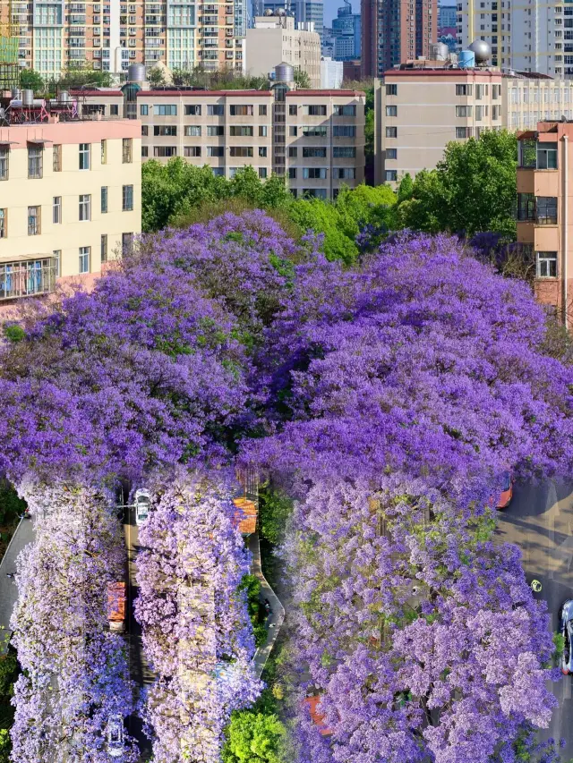 Still planning to go to Australia? You can find the dreamy and romantic Jacaranda right here in China