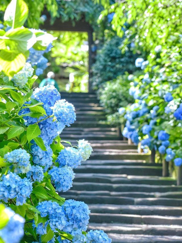 關西夏季限定開始期待紫陽花無盡夏！